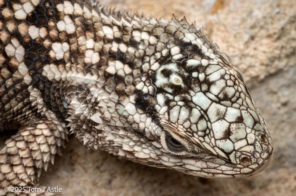 A closeup photo looking down at the top of a lizard's head. The lizard has spiny scales on the neck and body, in a high-contrast pattern of dark brown/black and white/bluish-cream. Visible in the center smooth scale atop the head is an oval dot called the parietal eye, a third eye not for image-forming but used to sense day-night cycles.