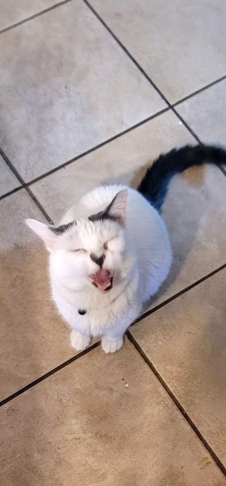 Cat yelling.