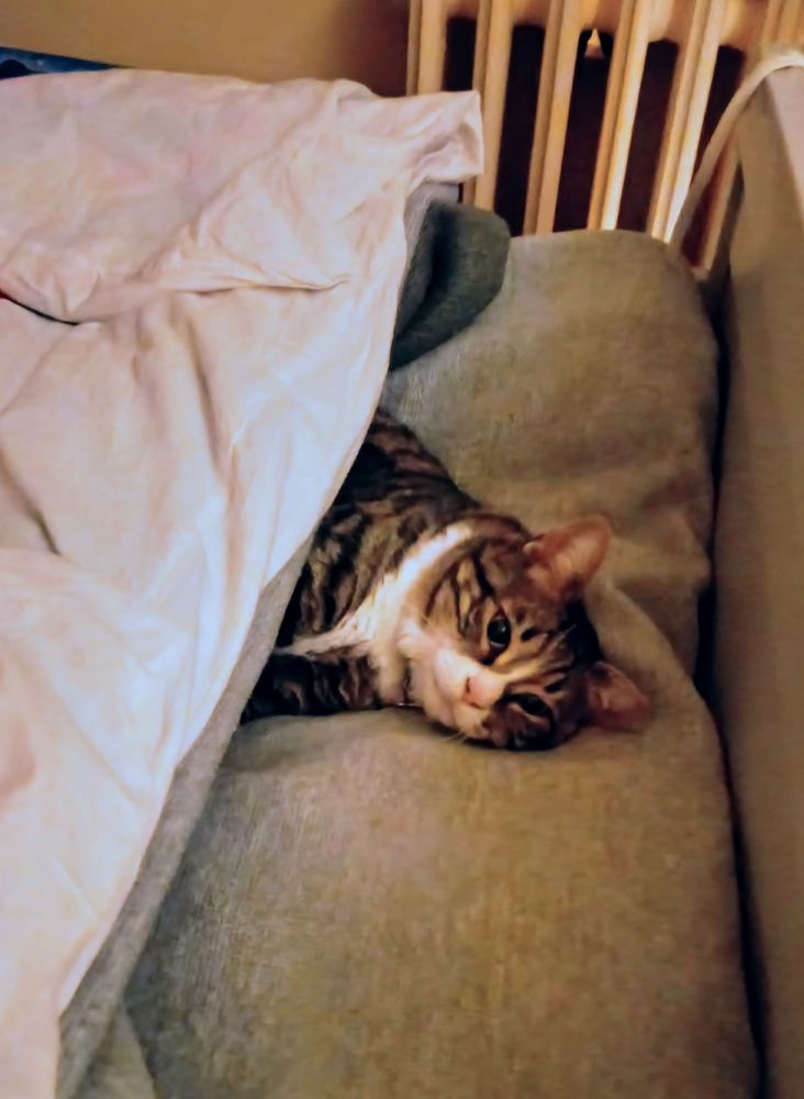 One of my cats, inexplicably tucked up in bed. 