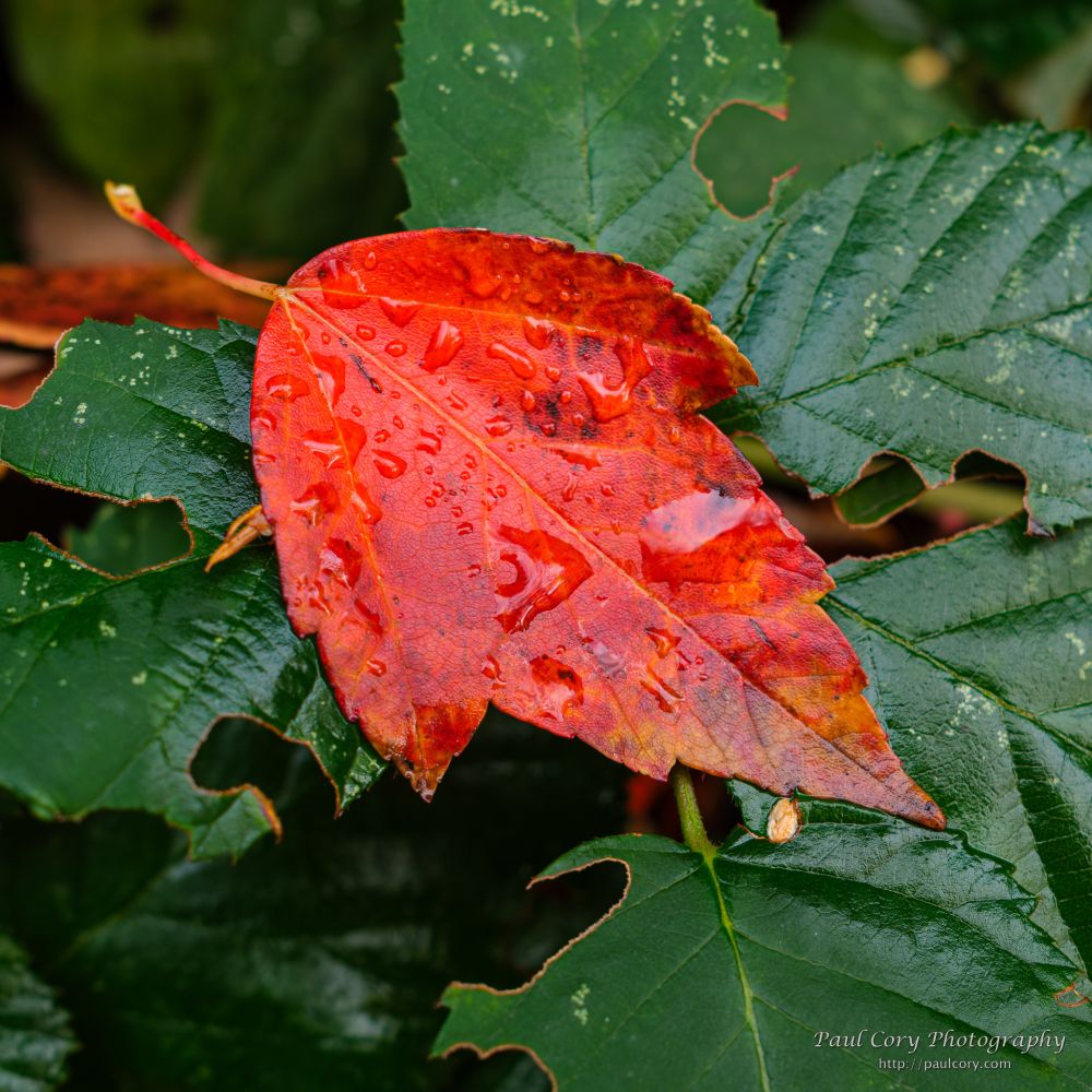 A fallen leaf on a green plant, Portland, Oregon. Square color photograph: a red orange leaf covered in the water droplets from recent rain glistens on a set of dark green leaves of a plant that refuses to heed the changing of the seasons.