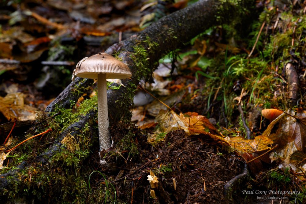 Horizontal color photograph: A brown-white mushroom erupts from the dark soil of the forest floor along the Upper North Falls Trail in Silver Falls State Park in Oregon. It is just to the viewer's left of center. A tree root sprinkled with green moss runs diagonally from the lower left corner of the frame to the upper right, going behind the mushroom. fallen, decaying leaves of yellow brown and black cover the ground  behind the root. To the viewer's right of the mushrooms are a few, fresher fallen leaves, and a mix of moss thin blades of grass. Everything is wet and glistening with the morning dew.