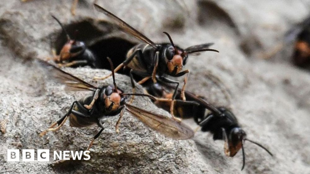 Two workers stung after Asian hornet nest cut in half