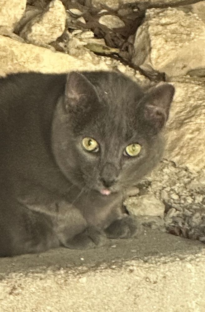 Picture of the face of a chubby gray cat, with a blep, surrounded by concrete rubble