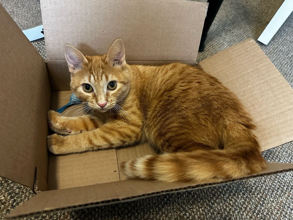 Sweet Potato, an orange short-haired tabby, laying in a box with a toy mouse