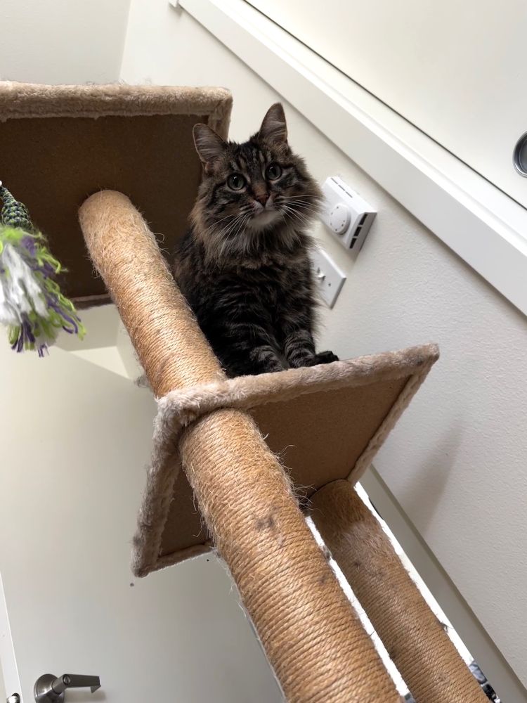 A beautiful tabby-Maine Coon cat leans over her scratching tree and looks down at the camera, right before she jumped down onto me