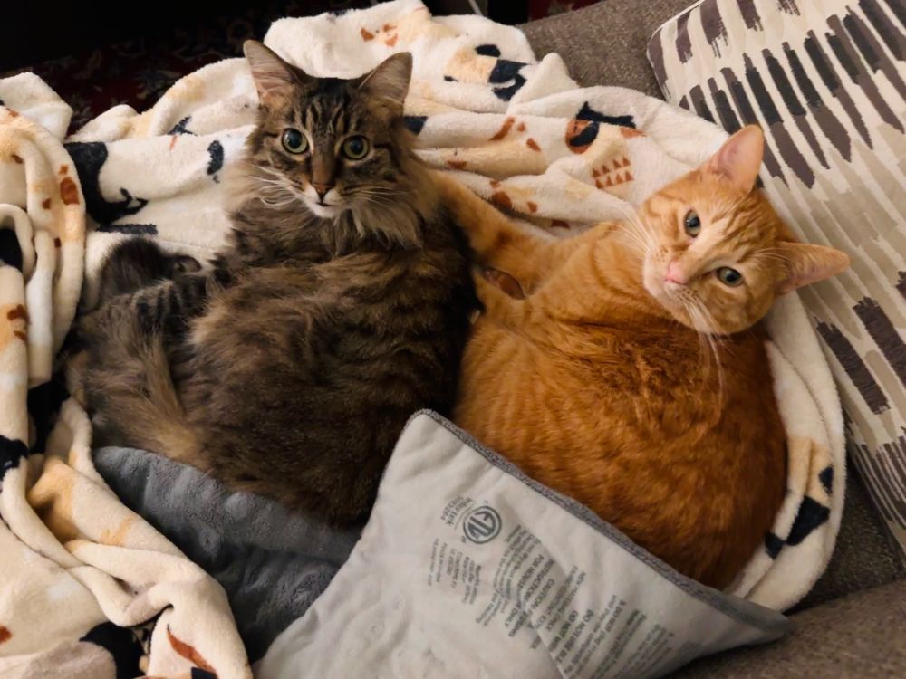 Marsh and Sweet Potato looking up at the camera as they cuddle on the couch