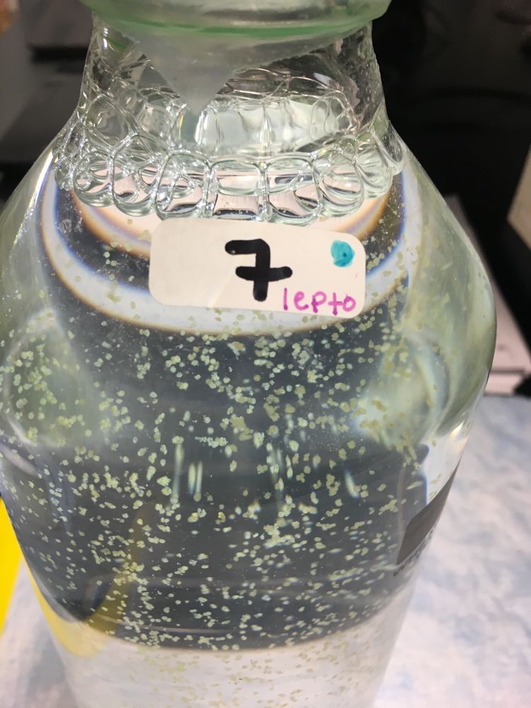 A bottle-grown monoculture of the diatom, Leptocylindrus hargravesii