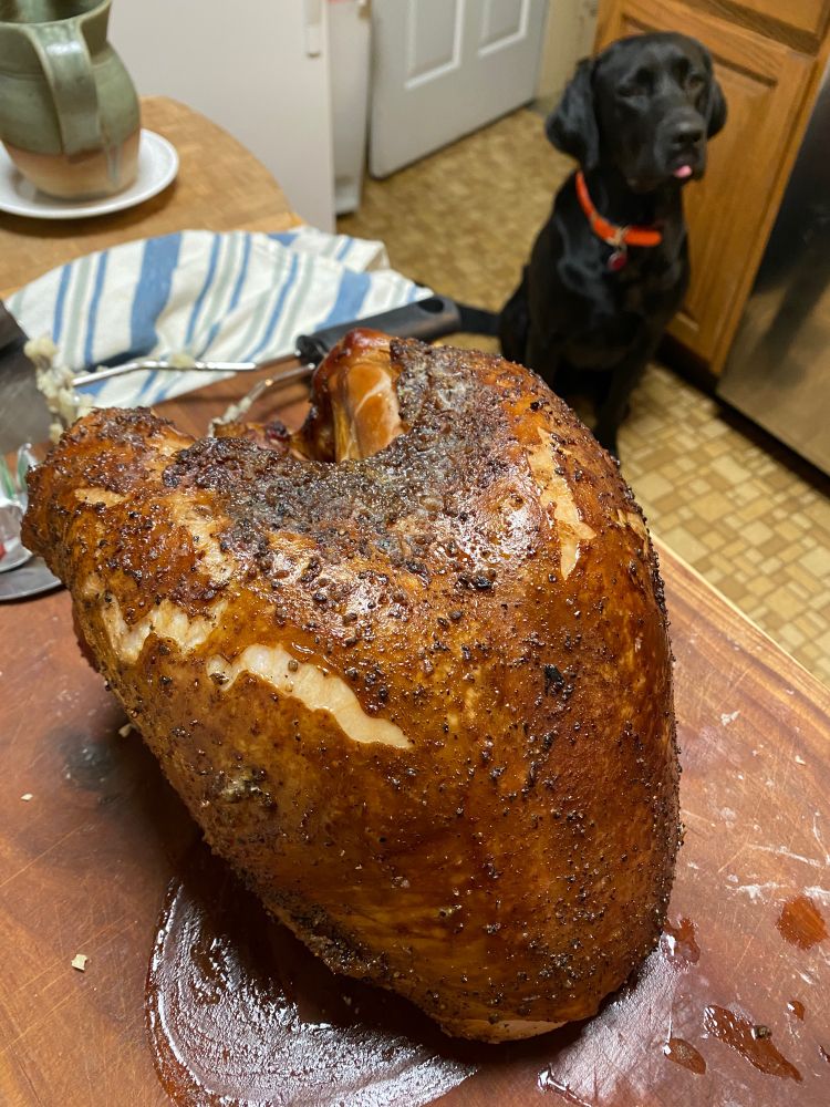 A black lab with his tongue out is in the background of a photo with a thanksgiving turkey in focus in the foreground