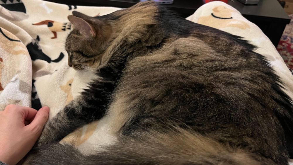 A Maine Coon-tabby cat asleep on my lap with her paw below mine, almost holding hands.