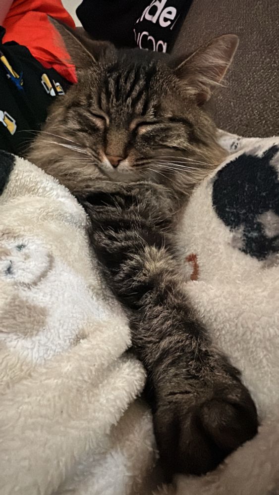 A Maine Coon-tabby mix asleep in between my legs with one paw outstretched.