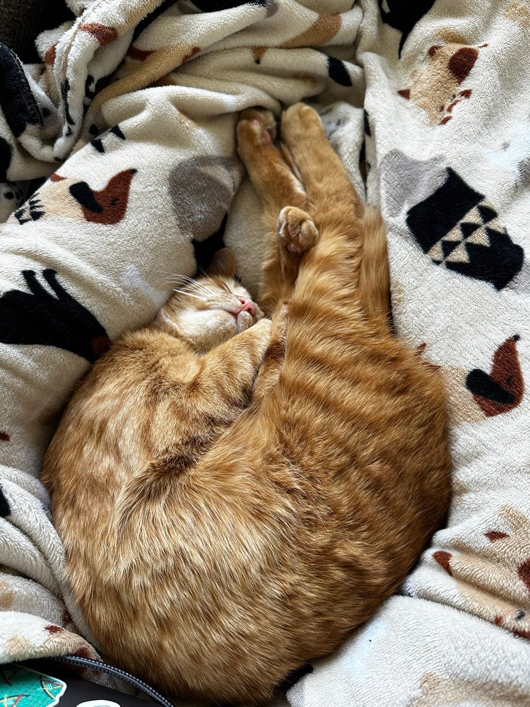 Sweet Potato, an orange shorthaired cat, asleep in my lap in an uncomfortable-looking position (but she seems very content)