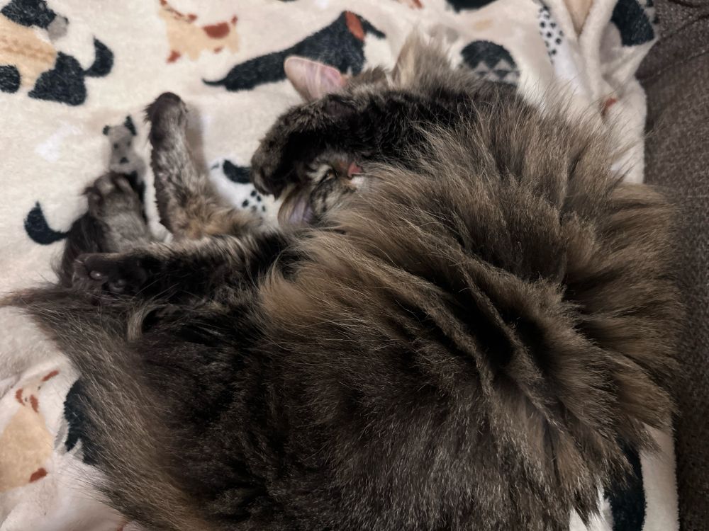 A long-haired black and brown tabby is laying with one paw curled over her nose and face, while the others are stretched out. Her pink nose is visible and it is adorable.