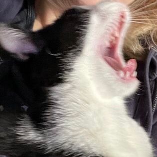 My tuxedo cat Dashuri yawning so hard it looks like she's screaming like a sharp-toothed monster.