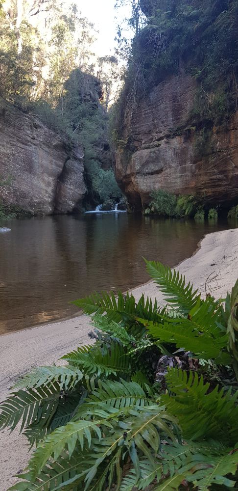 A waterhole with a stretch of sand below tall sandstone cliffs being fed by two small waterfalls with green ferns in the foreground.