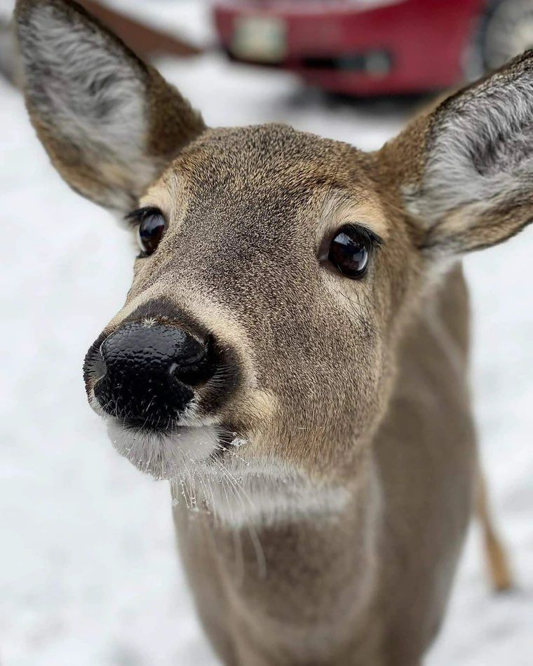 doe looking at camera