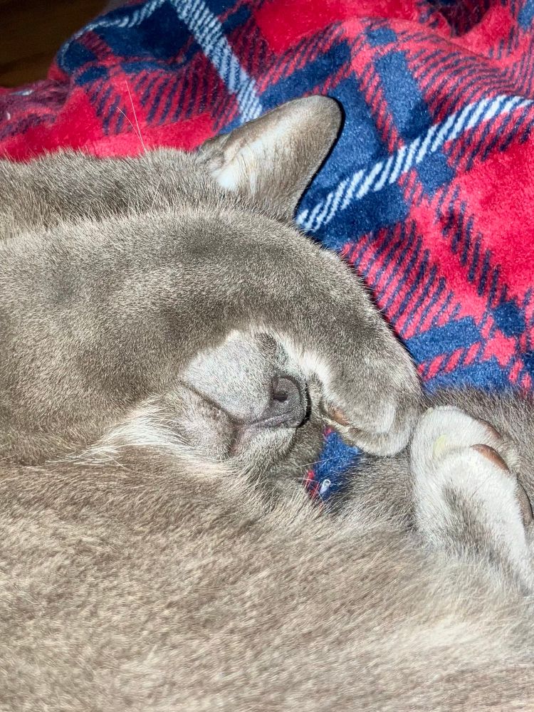 A grey cat on a plaid blanket holding his peet over his face. 
