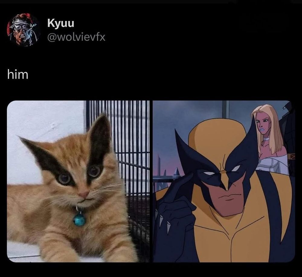 A screen cap of two photos side by side. On the right is a picture of Wolverine from the cartoon Wolverine and the X-men. The picture is of his face in his yellow ans navy cowl. On the left side of the screen cap is a photo of an orange kitty with black markings that cover its eyes and ears so it looks just like Wolverine! The top of the screen cap just says "Him." Which is a very good point. 