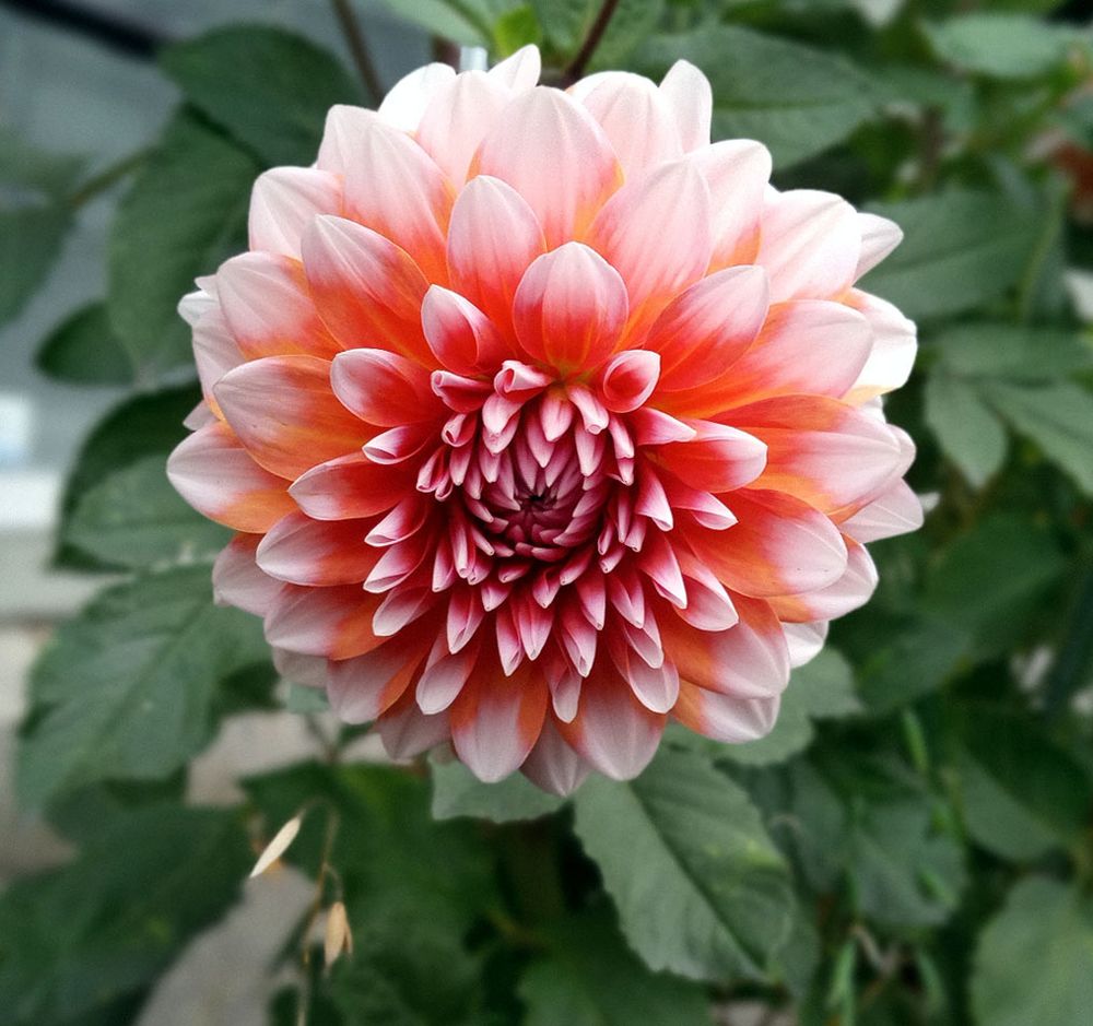Coral-hued “A La Mode” Dahlia.