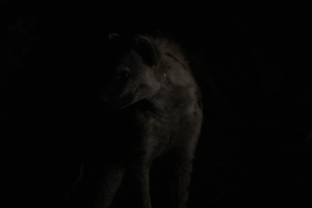 A very dark photo of a hyena, taken in almost pitch darkness, with only the slightest visibility.