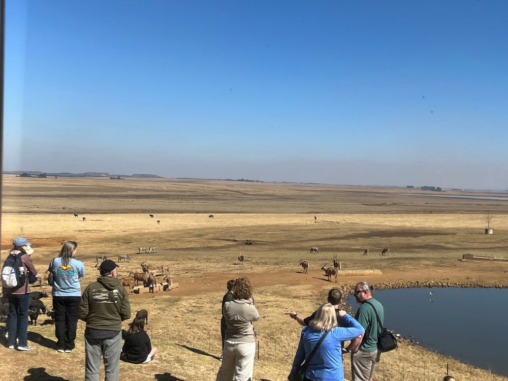 The rest of the view from outside the bathroom. A variety of African animals are visible, along with people photographing them.
