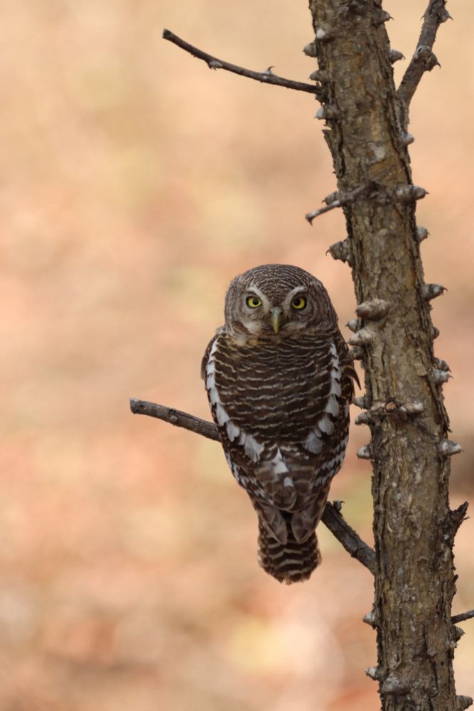 An African barred owlet, captured during the day, neck turned almost 180° and starting over its shoulder at the camera.