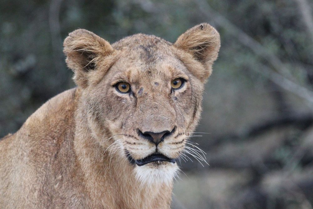 A lioness staring directly into the camera