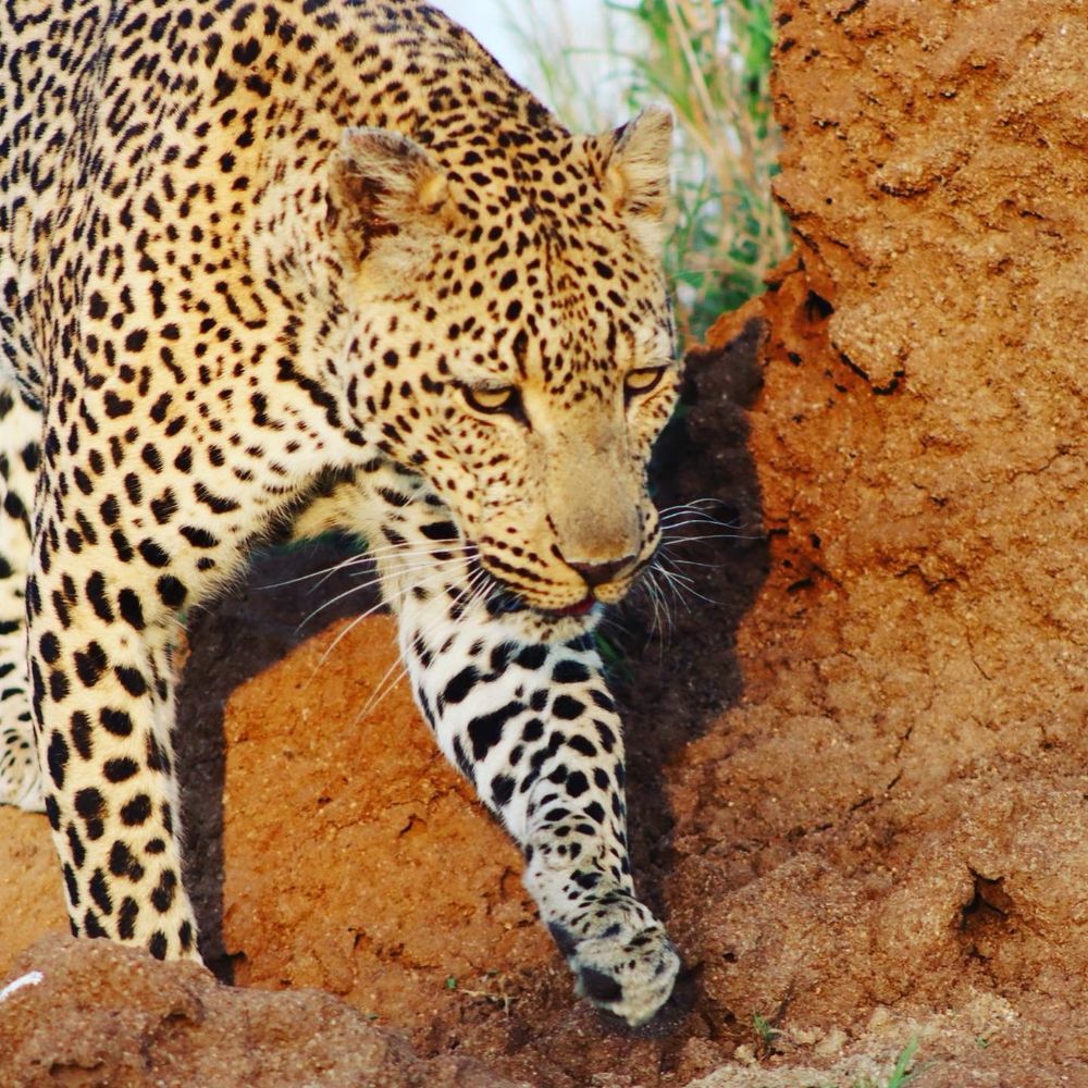 A leopard climbs down over an anthill in Mpumalanga, South Africa.