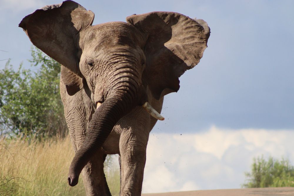 An elephant charging down a road directly at the camera