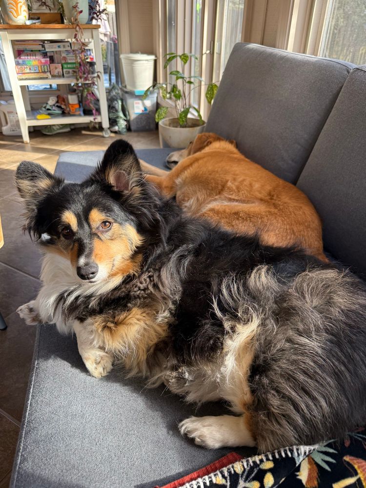 A tri color fluffy corgi lying on a grey couch looks up at the camera. 