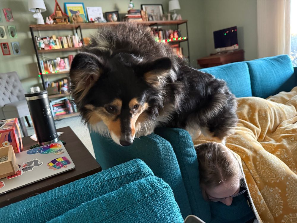 A tri-colored corgi is perched on the armrest of a teal colored couch. 