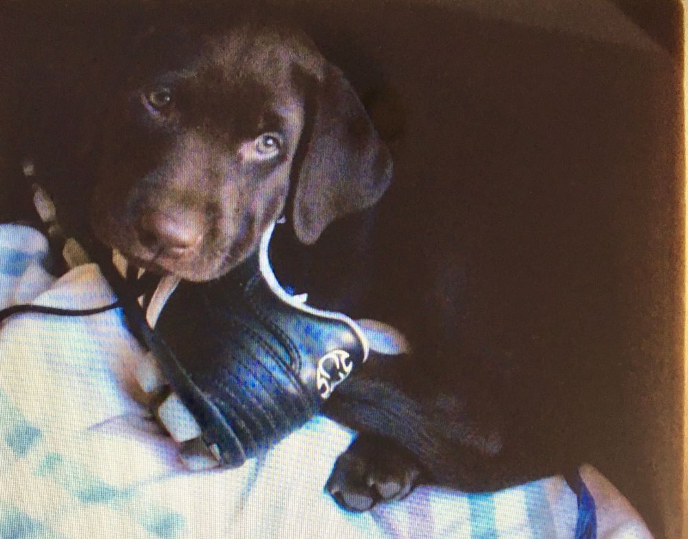 Small chocolate lab puppy snuggled in a cubby with a soccer cleat on top of a sheet.