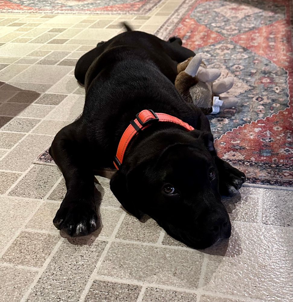 Black puppy with white markings on his toes lays on the floor with a stuffed squirrel toy. His tail is blurry, wagging in the image. His eyes look right at you in the picture while his head remains on the floor between his big paws.