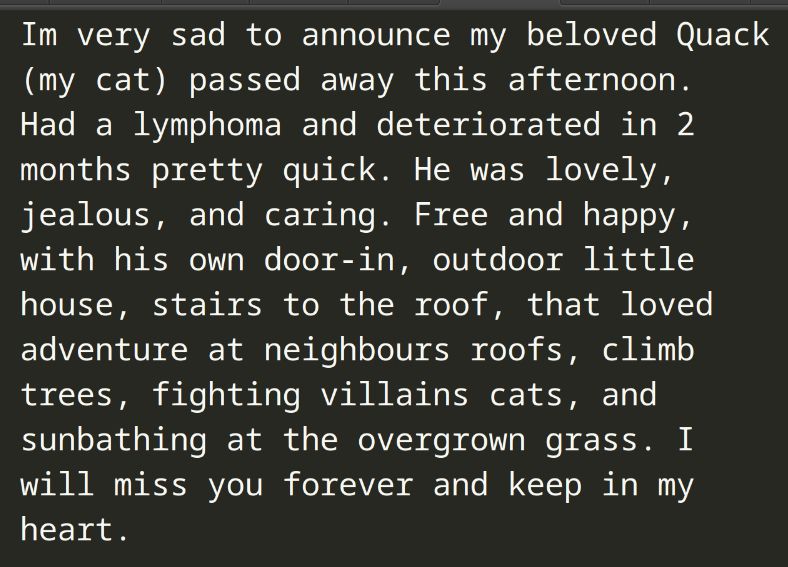 Im very sad to announce my beloved Quack(my cat) passed away this afternoon.  Had a lymphoma and deteriorated in 2 months pretty quick. He was lovely, jealous, and caring. Free and happy, with his own door-in, outdoor little house, stairs to the roof, that loved adventure at neighbours roofs, climb trees, fighting villains cats, and sunbathing at the overgrown grass. I will miss you forever and keep in my heart.
