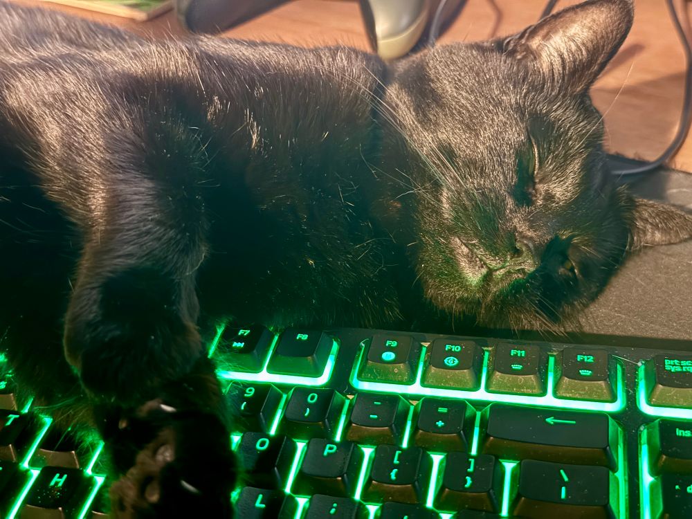 Procrastination, taking the guise of a sleeping black cat draped across my computer keyboard.
