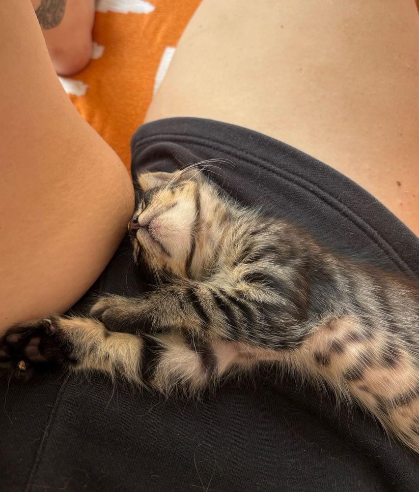 o gato segue dormindo numa nova posição 