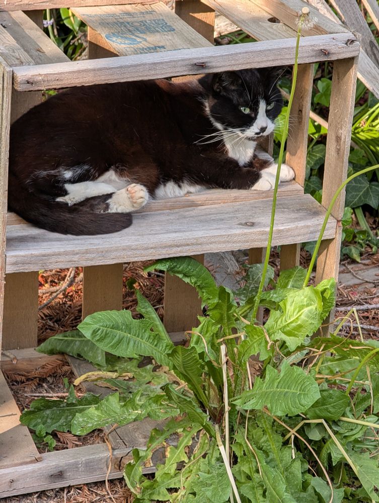 A tuxedo cat surveys the world from the middle shelf of an old wooden crate, turned on its side in my backyard, a dandelion growing through it. She has - had, I guess - green eyes, white socks & the cutest little pink toe beans. I miss her terribly.