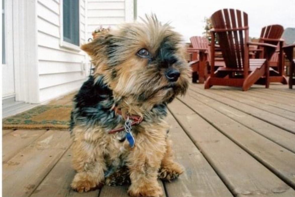 Chunky the yorkie contemplating life on a deck 