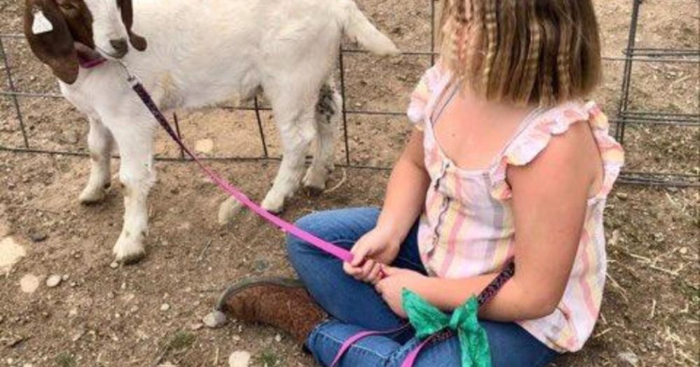 A 9-year-old girl didn't want her goat to be slaughtered after auctioning it. Law enforcement drove 10 hours to seize it.