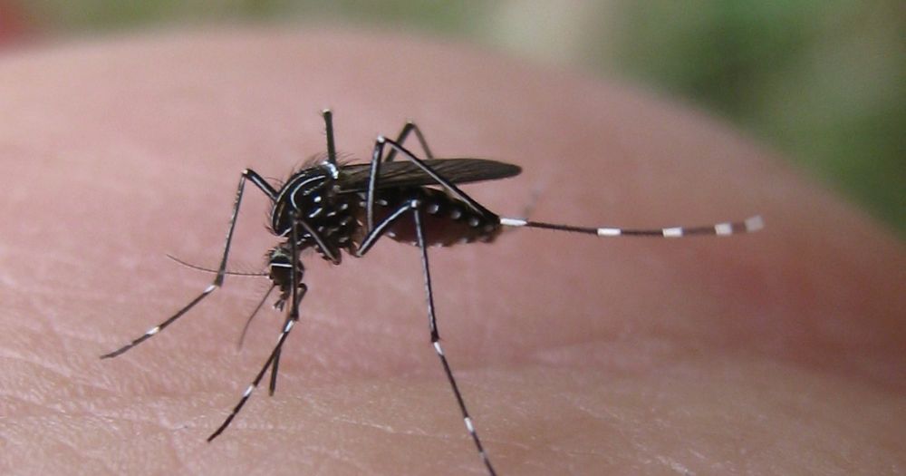 Dengue, primo caso autoctono in Italia identificato a Brescia. Bassetti: "Ce ne sono altri misconosciuti?" - Il Fatto Quotidiano