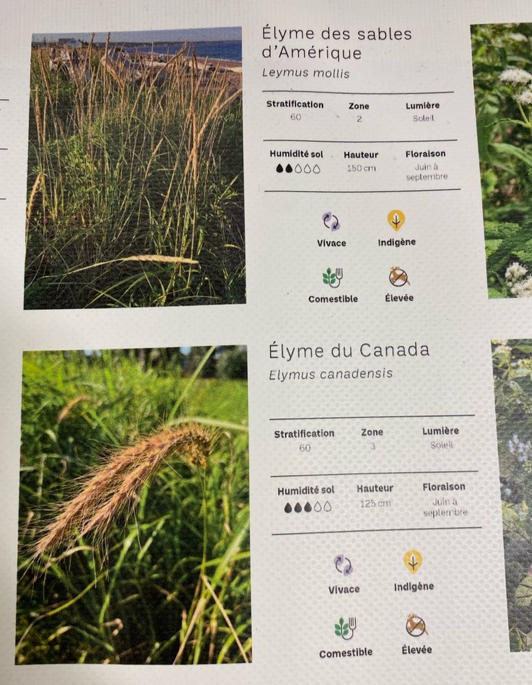 Des grains indigènes 