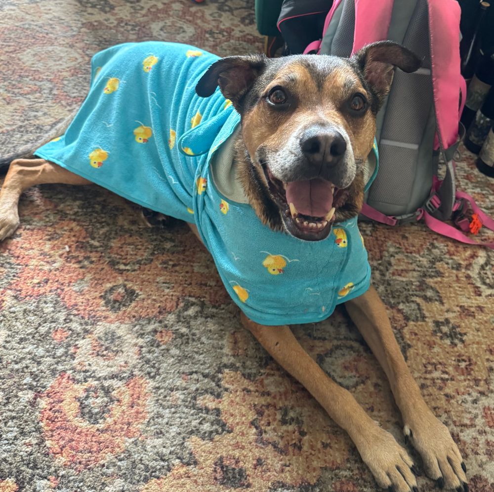 A reddish brown pitbull mix dog is lounging on a carpet with his big floppy paws extended forward and his face toward the camera, his big shiny brown eyes looking just over the camera toward the person holding it. His ears are perked at jaunty angles, and his muzzle, almost completely white with age, is split by a big goofy dog smile. His body is swaddled inside a bright blue terrycloth robe with cheerful yellow rubber ducky patterns printed on it. Inexplicably, the duckies are printed upside down, but honestly it doesn’t seem to bother him, so we’re just not sweating the small things over here tbh. 