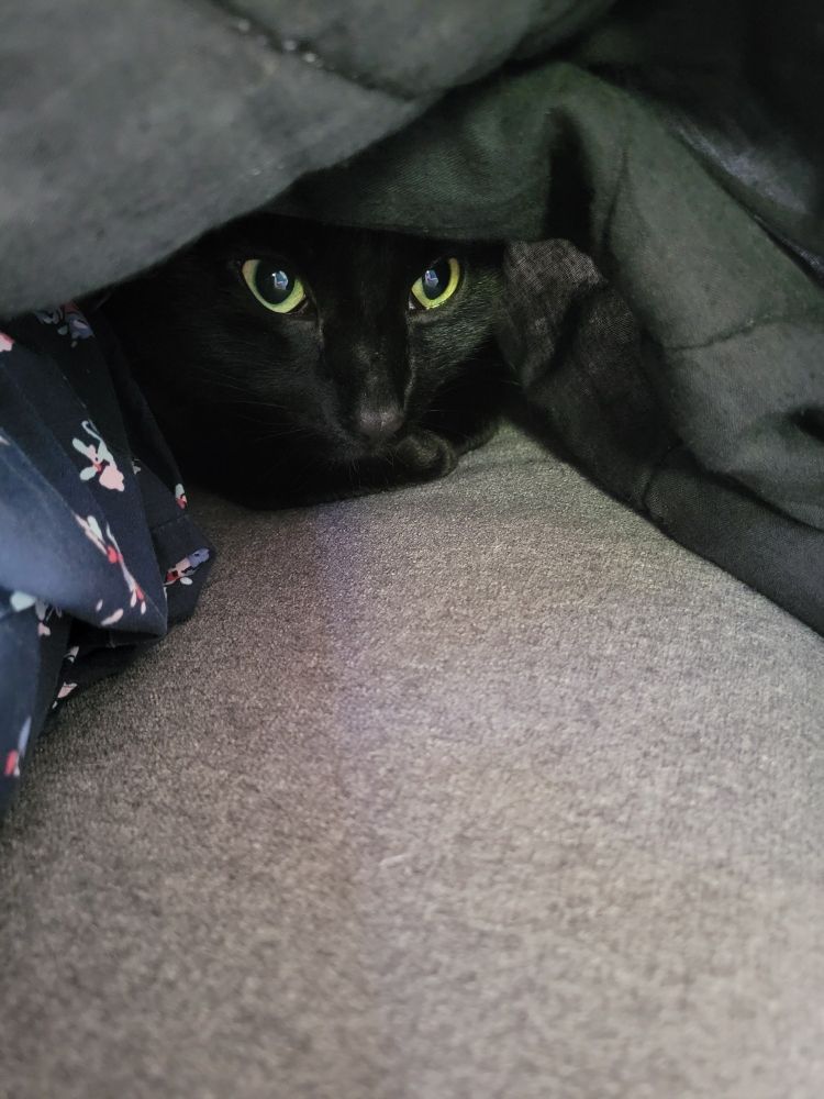 A little black cat face peering out from a faded comforter in consternation. He is obviously dismayed at his loss of habitat.