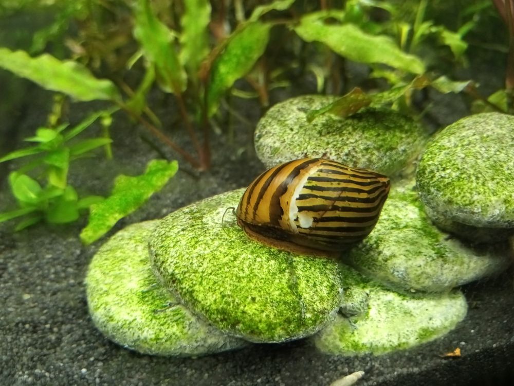 A freshwater nerite snail with a fracture though shell where the shell partially dissolved. On one side of the fracture the shell is pale brown with thin black stripes following the length of the shell, on the other side the shell is a richer brown with thick black stripes along the width of the shell.