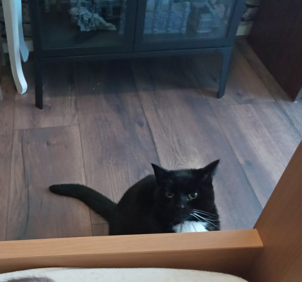 A black cat with a white chest looks up at the bed