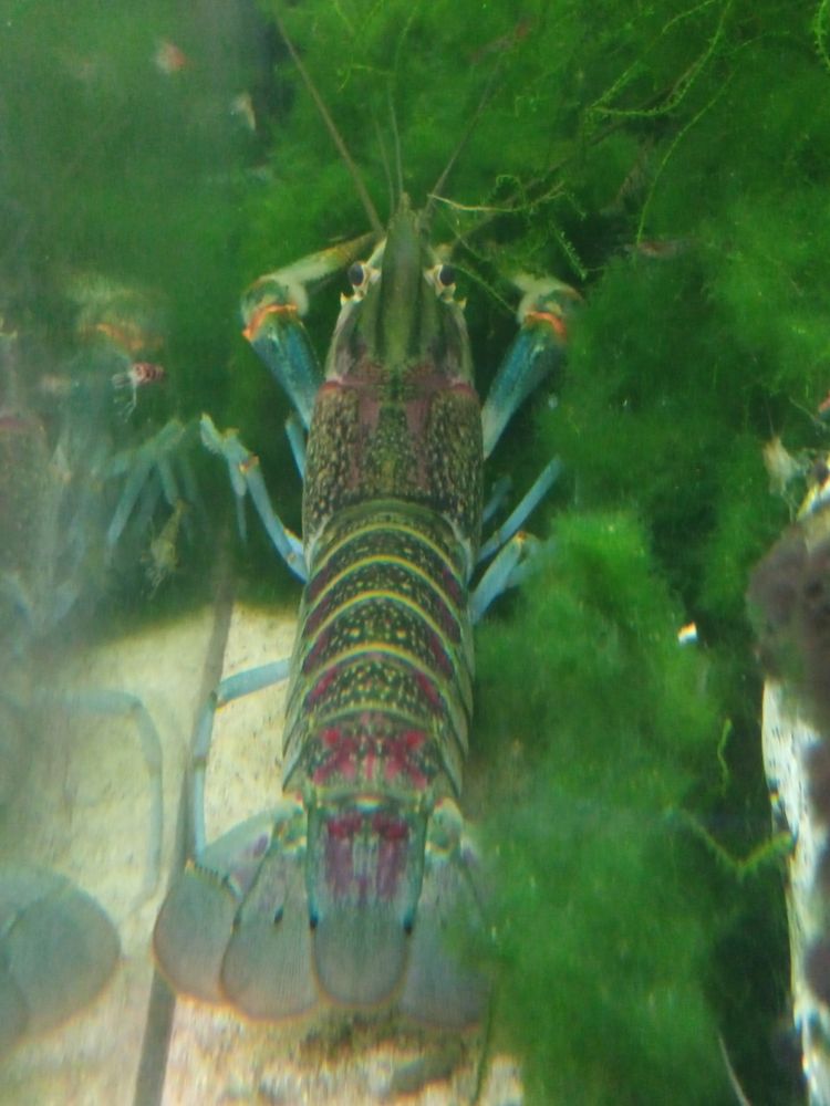 A crayfish with blue limbs and a greenish body with magenta markings.
