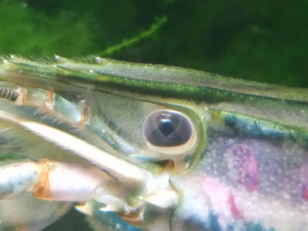 The eyes of the crayfish have a dark heart-shaped spot.