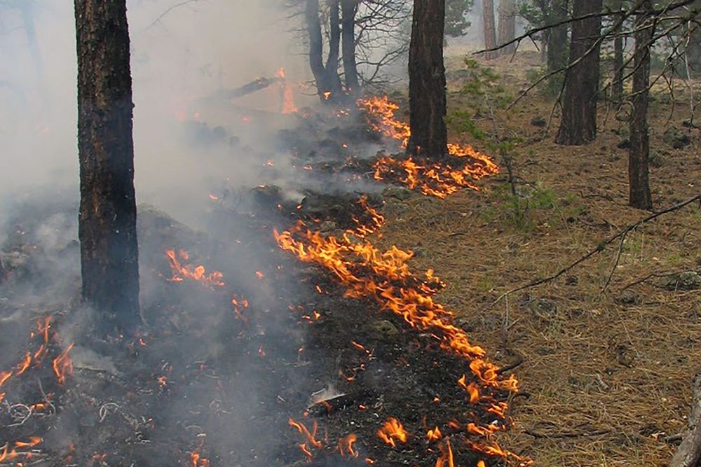 New research on fire-scarred trees reveals Western Apache communities had far greater control over landscape fire patterns than scientists previously thought possible. Picture of wildfire in forest.