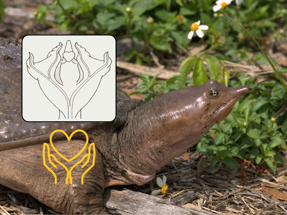 A Florida soft-shelled turtle in a bed of flowers peers out. Overlaid is an image showing a diagram of its member appears, showing its striking resemblance to two hands open holding a heart.