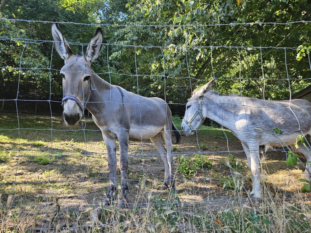 2 light grey donkeys