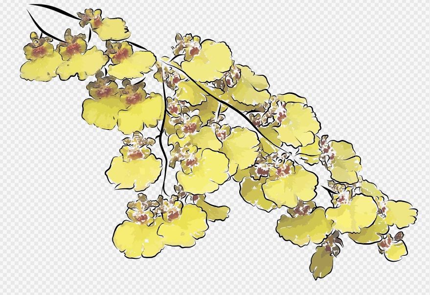 Drawing of a branch of yellow orchids